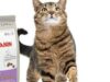 Concurso: Terra y Royal Canin te regalan un fabuloso kit para tu gato