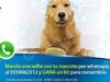 Concurso Laboratorios Grisi: comparte una selfie de tu perro y gana kit de productos