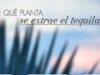 Concurso Galerías Coapa: gánate 1 de los 115 arcones de Tequila Corralejo