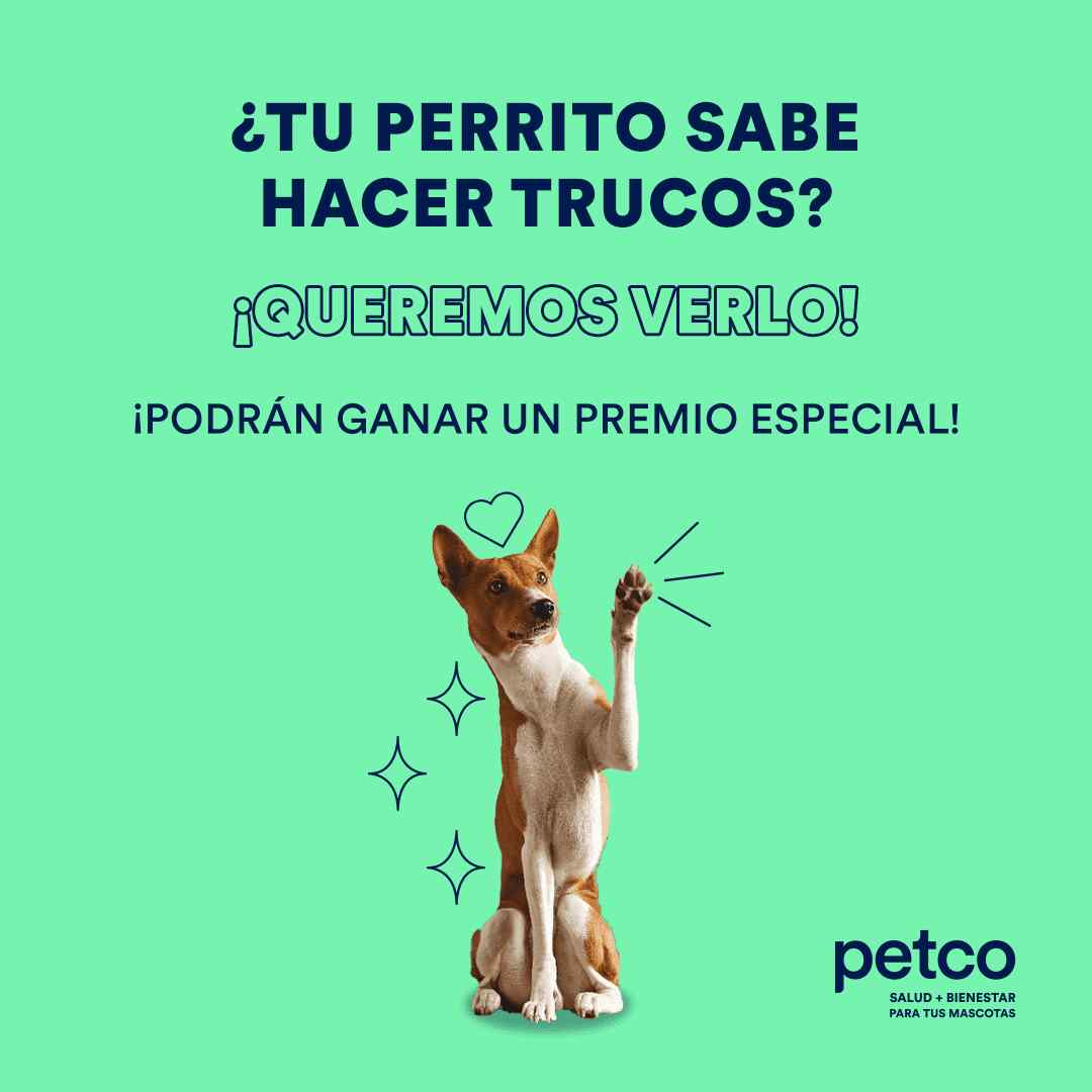 Mejores premios en concursos de talento para mascotas