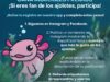 Concurso Ajolotes RappiPay: Gana Xbox Series X, PlayStation 5, Apple Watch o audífonos Bose